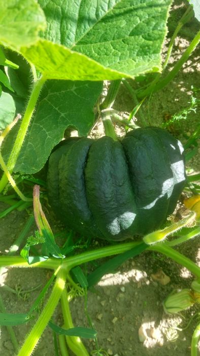 Dynia piżmowa, hokkaido, rouge vif d'etampes, marina