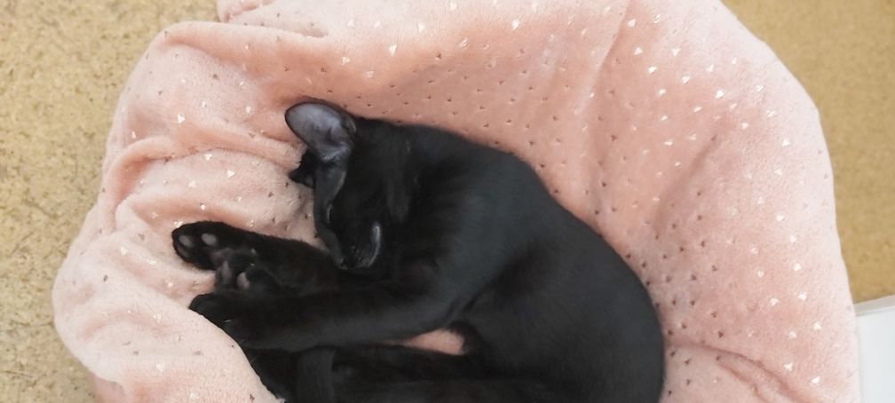 Gatinho preto 4 meses para adoção