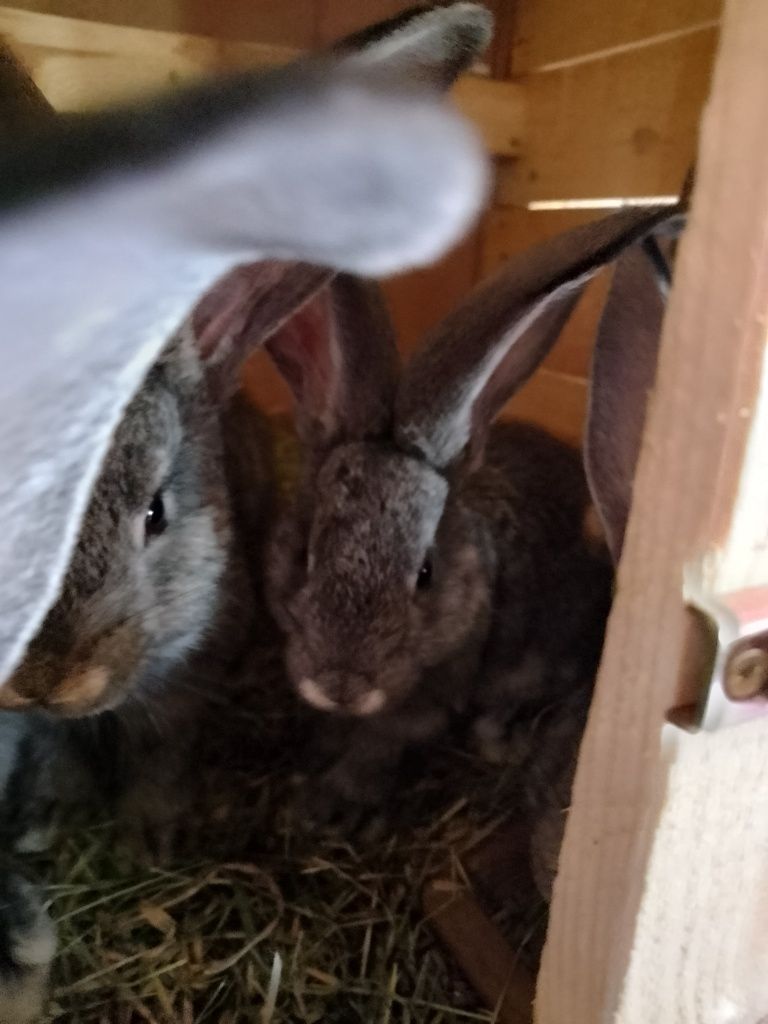 Młode króliki belgi