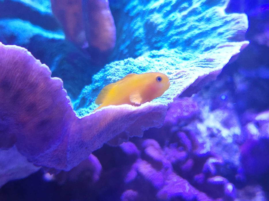 Gobiodon rybka morska, likwidacja akwarium morskiego