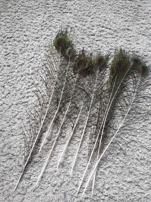 Pawie pióra piórka pawia  8szt. 35-45 cm