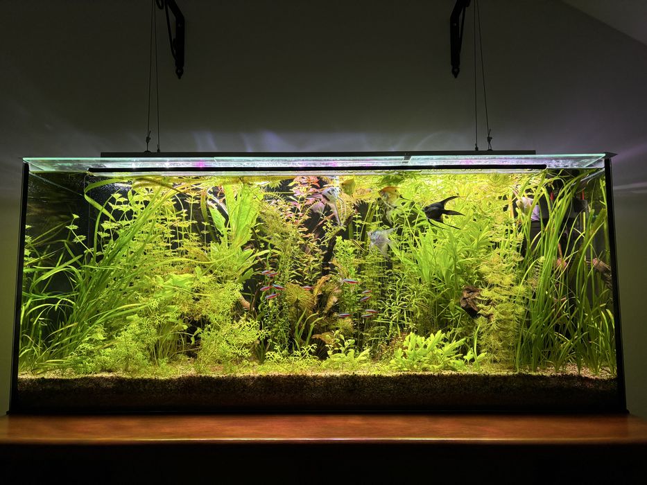 Nurzaniec Tiger ( Valisneria spiralis rubra tiger )