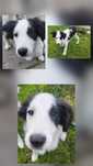 Border Collie- szczeniaczek- Suczka Zea- chip, rodowód, WKU,PPK