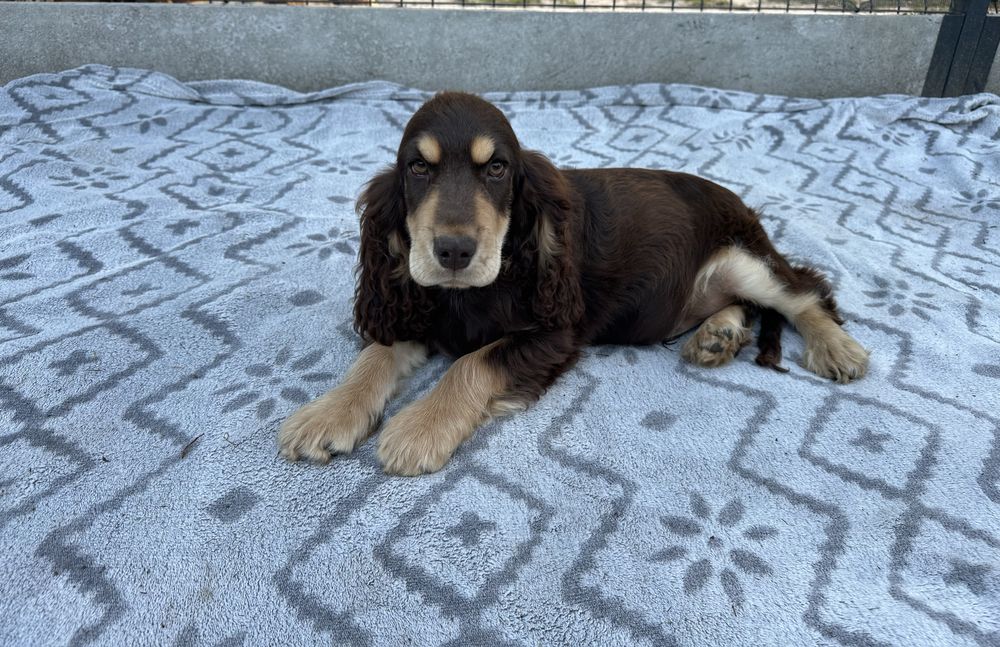 Cocker Spaniel Chłopiec czekoladowy