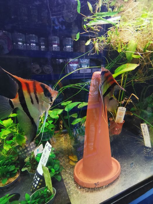 Skalar Manacapuru Nasza Hodowla Oryginał Dostawa Warszawa