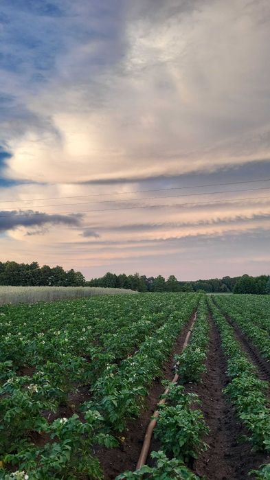 Ziemniaki jadalne odmiany Jelly i Jurek