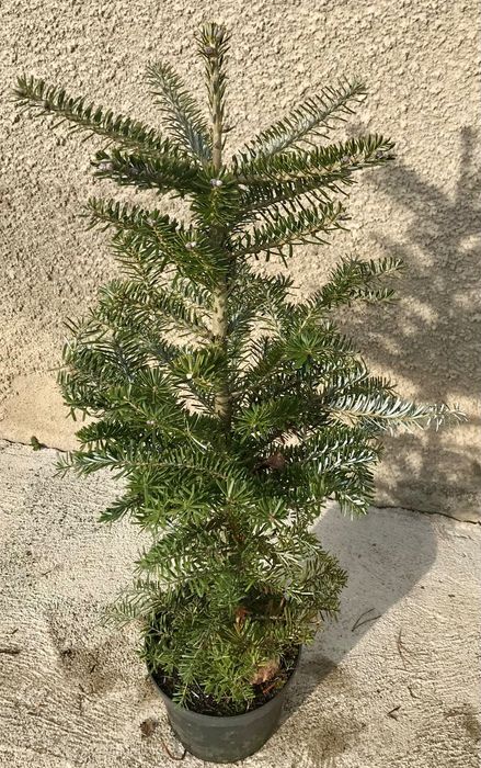 Jodła koreańska ,Jodła kalifornijska jednobarwna .Piękne duże sadzonki