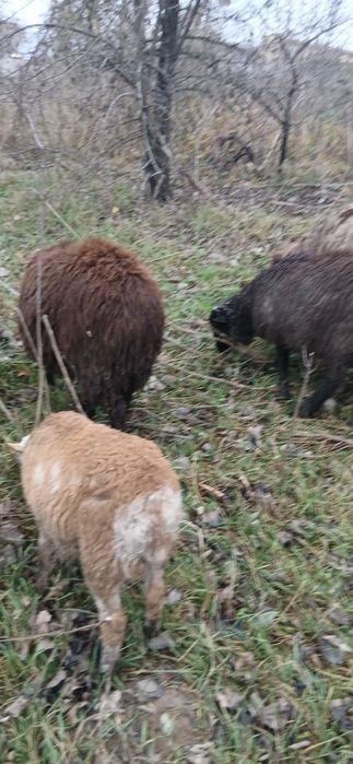 Стадо овець с.Тарасовка