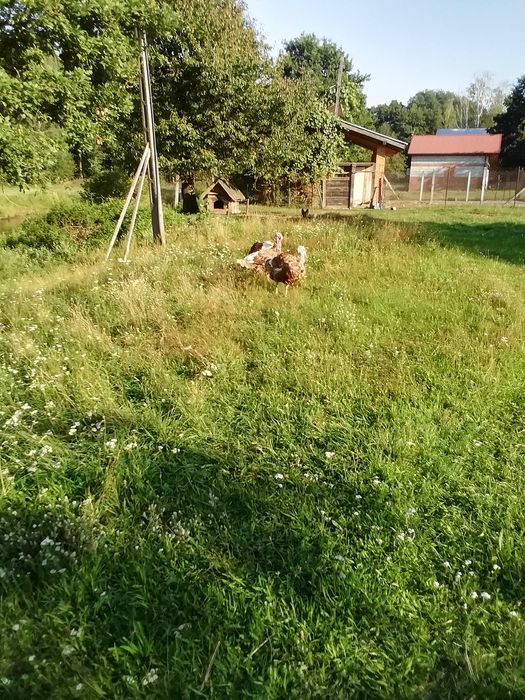 Indyki dorosłe sprzedam