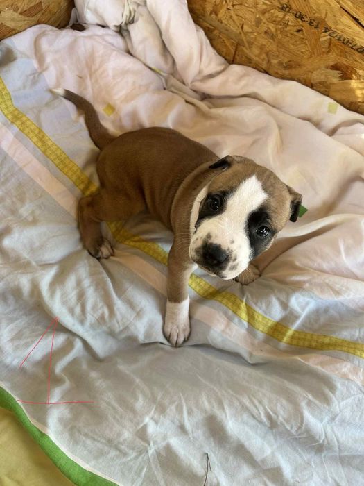 Szczeniak American Pitbull Terrier