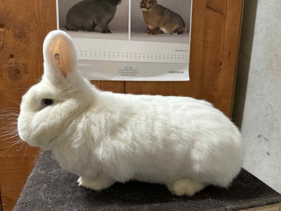 Samica Wiedeńska Biała (WB)