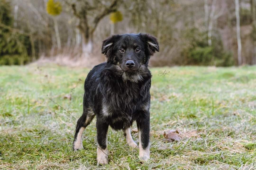 Bigos kocha człowieka czy znajdzie domek