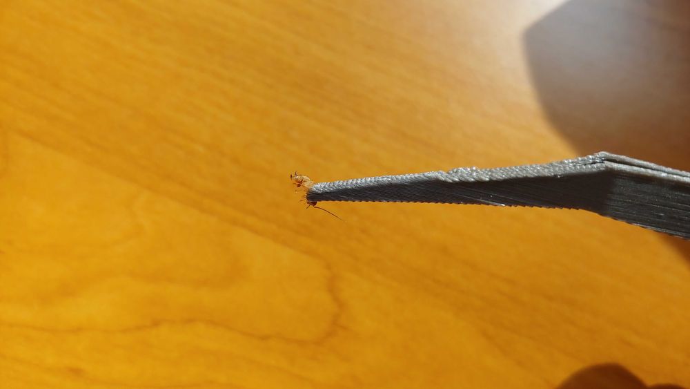 Pęseta terrarystyczna entomologiczna miękka zakrzywiona