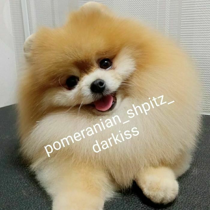 Шпицы С Документами