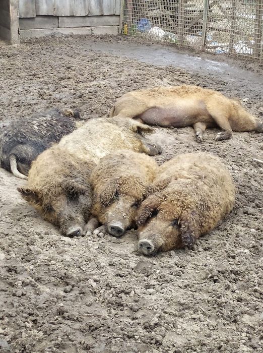 Mięso tusze z mangalicy