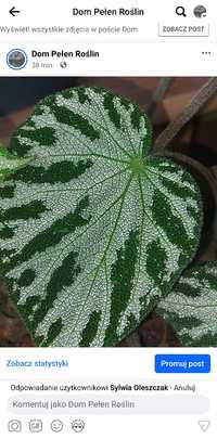 Begonia silver jewel