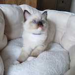 Kotek Ragdoll Seal mitted * Rodowód * Profesjonalna hodowla