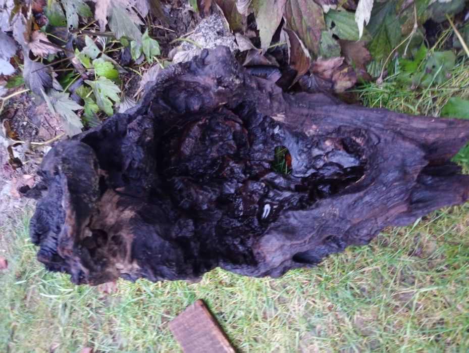 Korzeń do akwarium XXL 20kg !!!