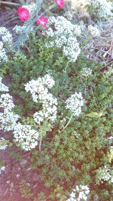 Почвопокровные Гвоздика, Молодило, Седумы, Дюшенея
