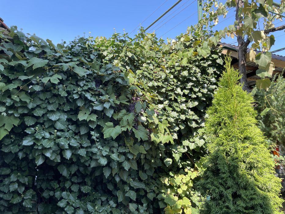 Плющ вічнозелений (саджанці)