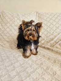 Yorkshire Terrier