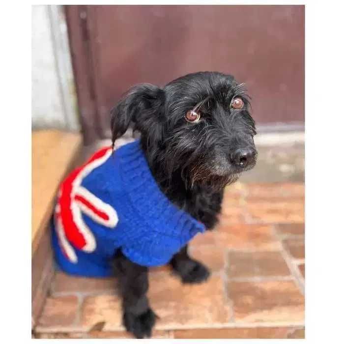 Ищет дом! Спокойная небольшая собака