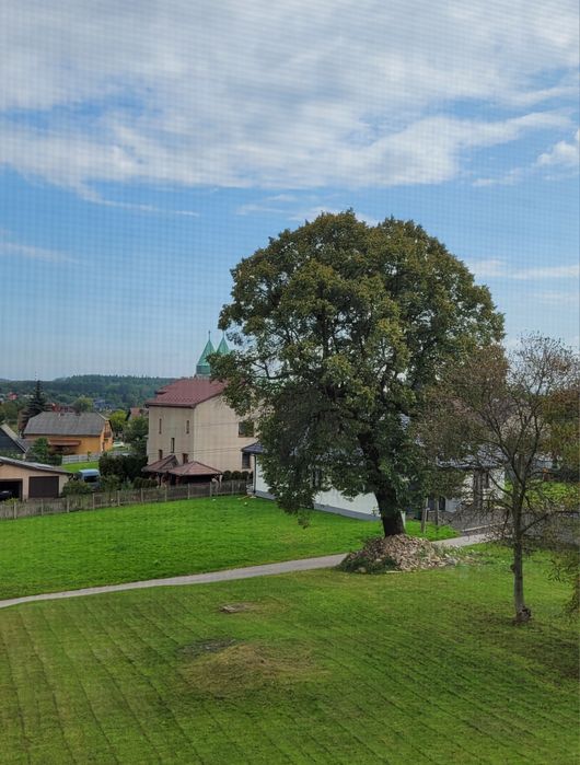 Oddam drzewo za wycinke Lipa