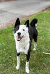 Coffee - 2 letnia suczka w typie border collie/łajka do adopcji!