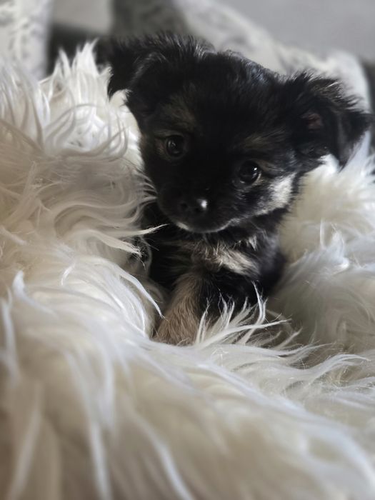 Śliczna długowłosa suczka rasy Chihuahua
