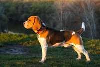 Кобель породи Бігль (Beagle) для в'язки - мультичемпіон України