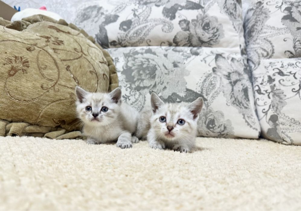 Преданный друг для вашей семьи)