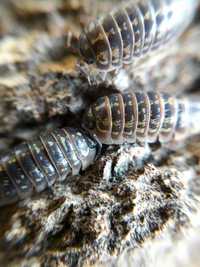 Armadillidium versicolor isopody, ekipa sprzątająca