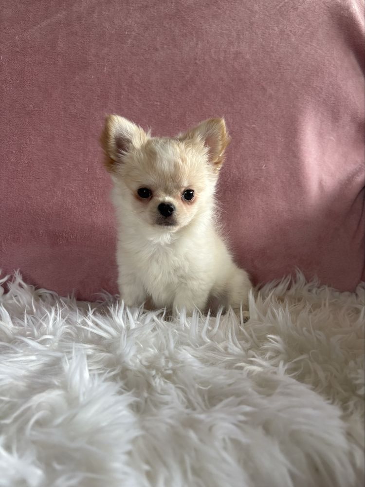 Przepięny mini piesek Jerry już do odbioru !