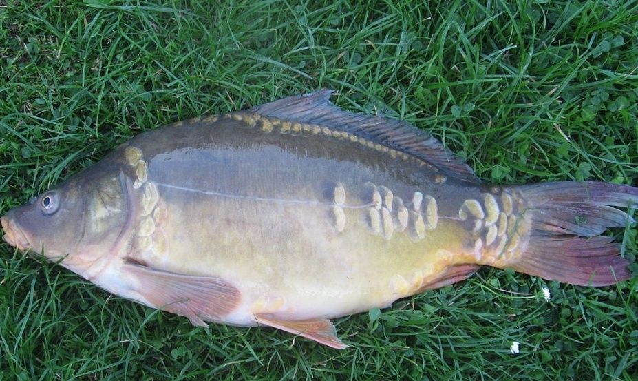 Żywe Ryby ze swojskiej hodowli