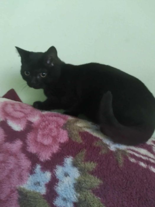 Котик (шотландець) метис шукає дім