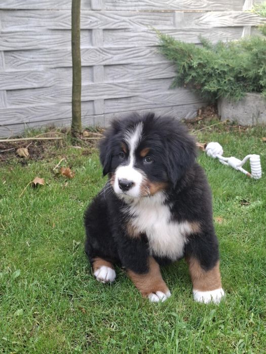 Berneński pies pasterski 8tyg z rodowodem