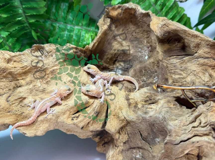 Gekon madagaskarski gekony madagaskarskie nie lamparci Chojnice