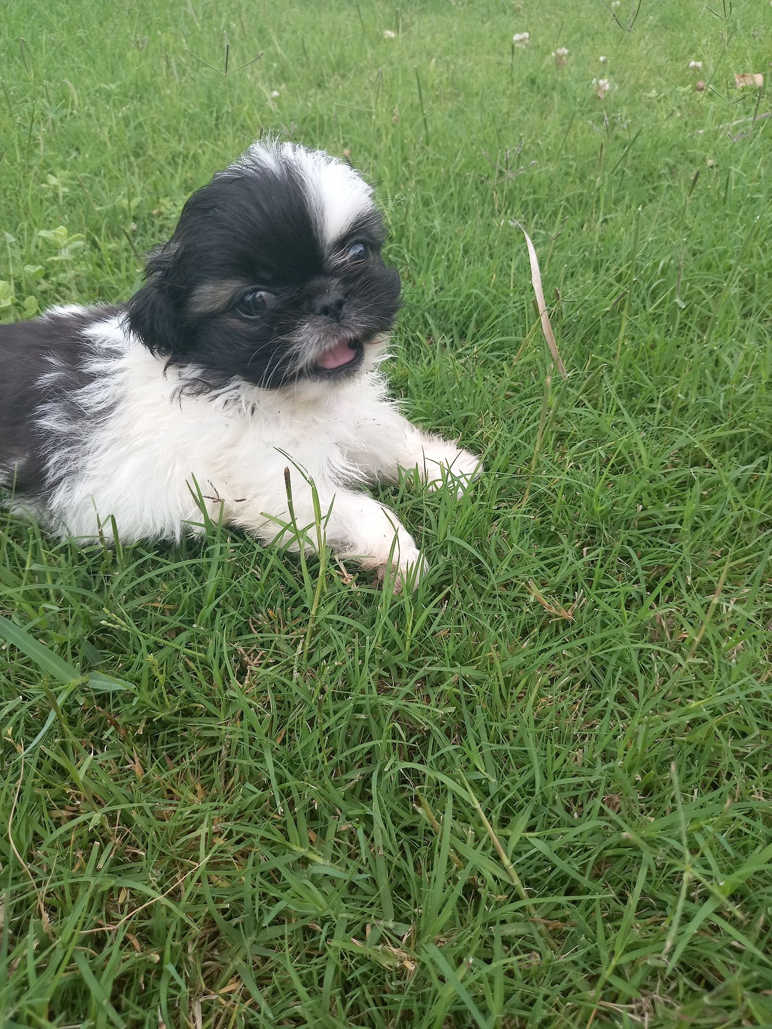 Menino  shih-tzu