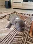 Buldog Francuski Pies Blue