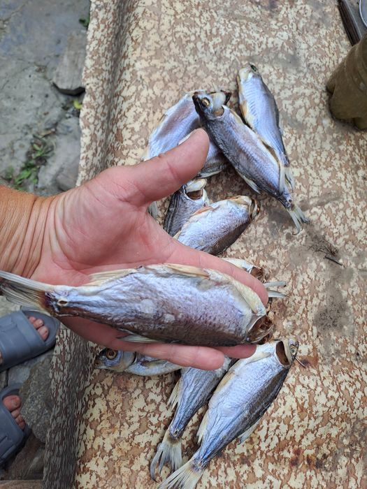 Продам тарань,  плотва  чищена