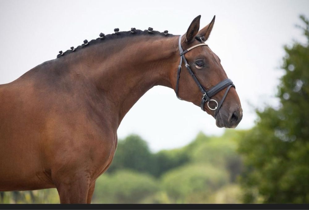 Incenso AR Puro Sangue Lusitano