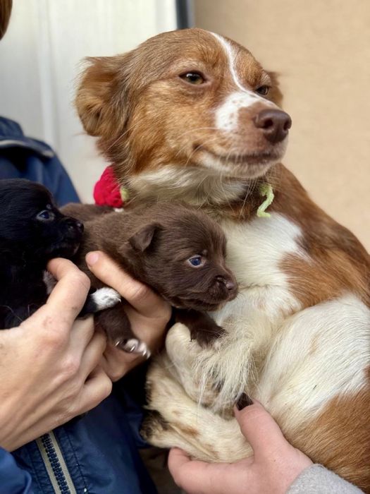 Щеночки —будут до 6-7 кг