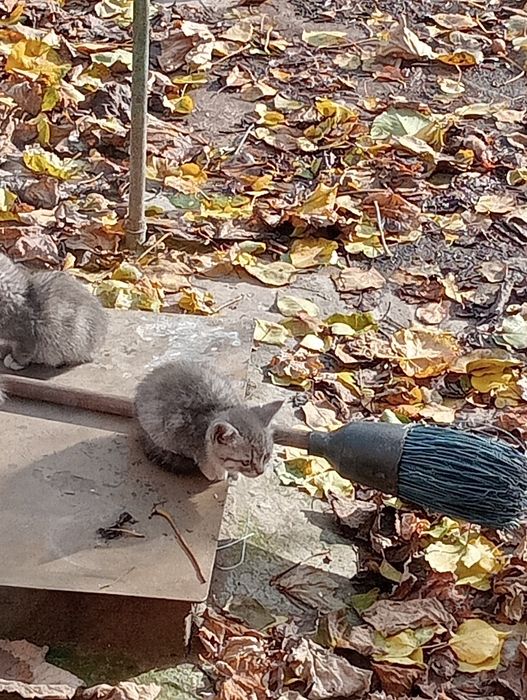 Віддам кошенят безкоштовно