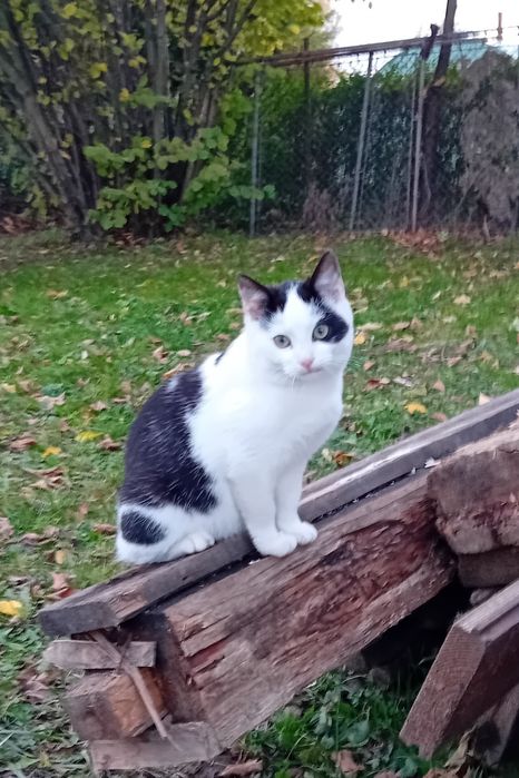 5 miesięczne koty szukają wspaniałych domków