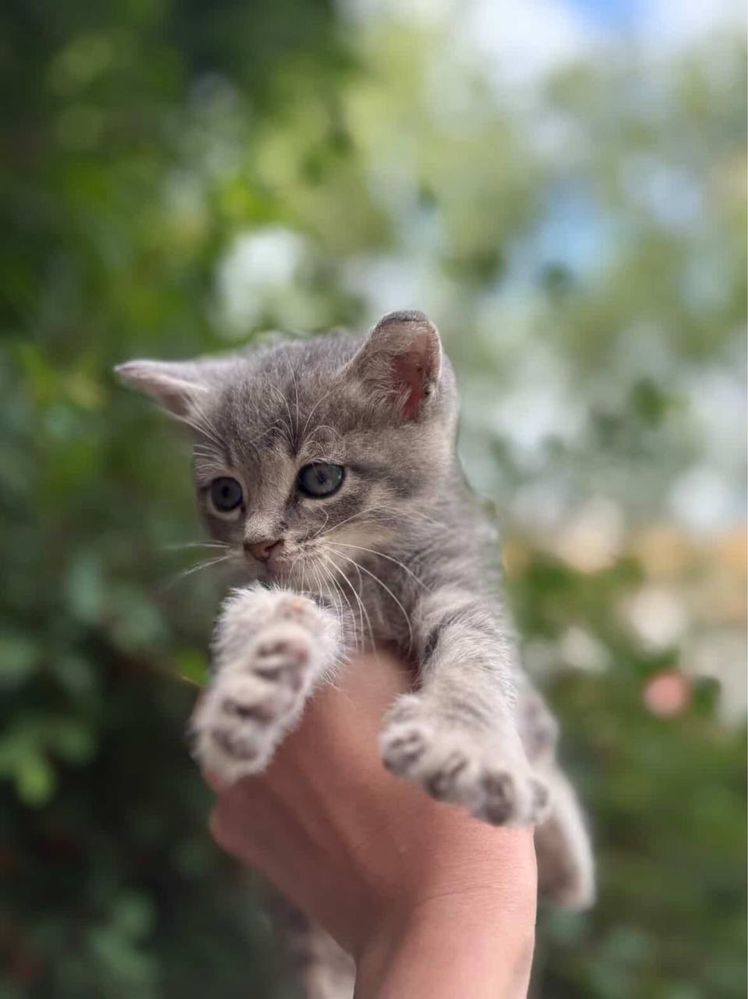 Кошеня в добрі руки!