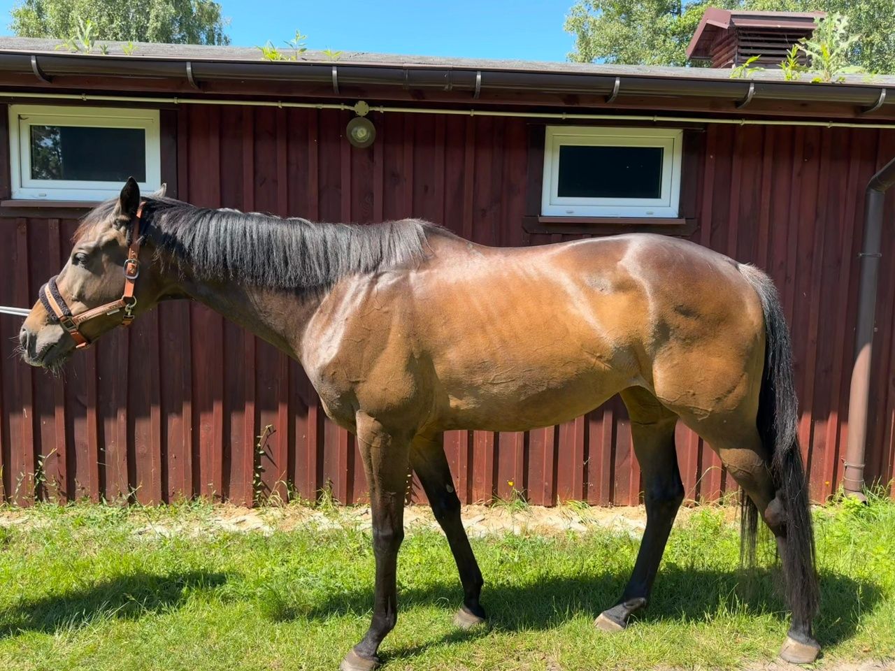 6 letni wałach - 168 cm