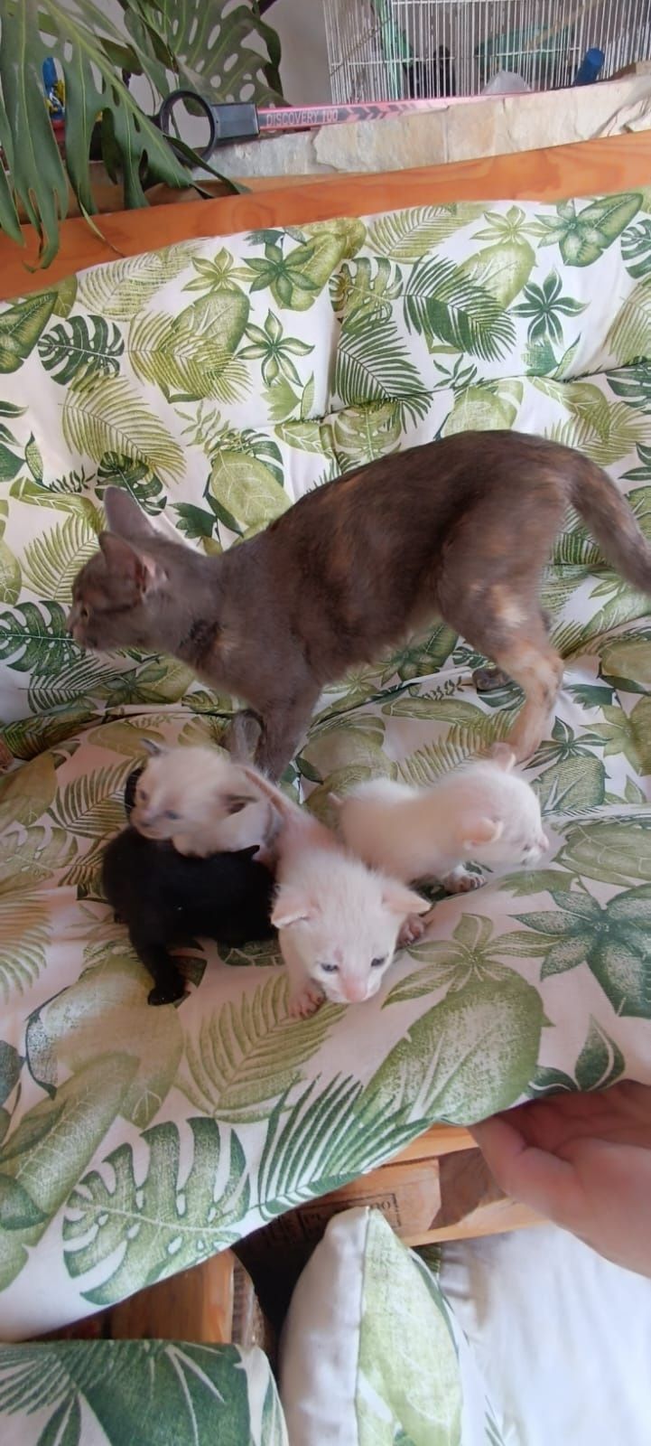 Gatinhos Para doar