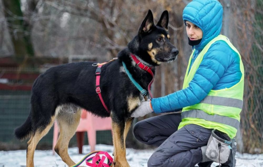 Kozak szuka doświadczonego i aktywnego domu