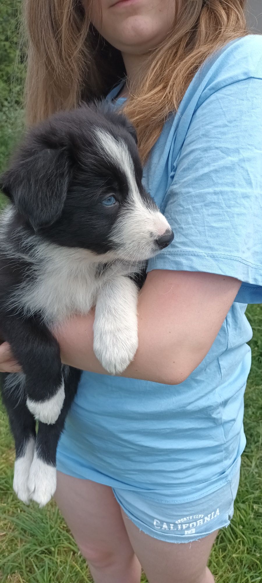 Border Collie suczka