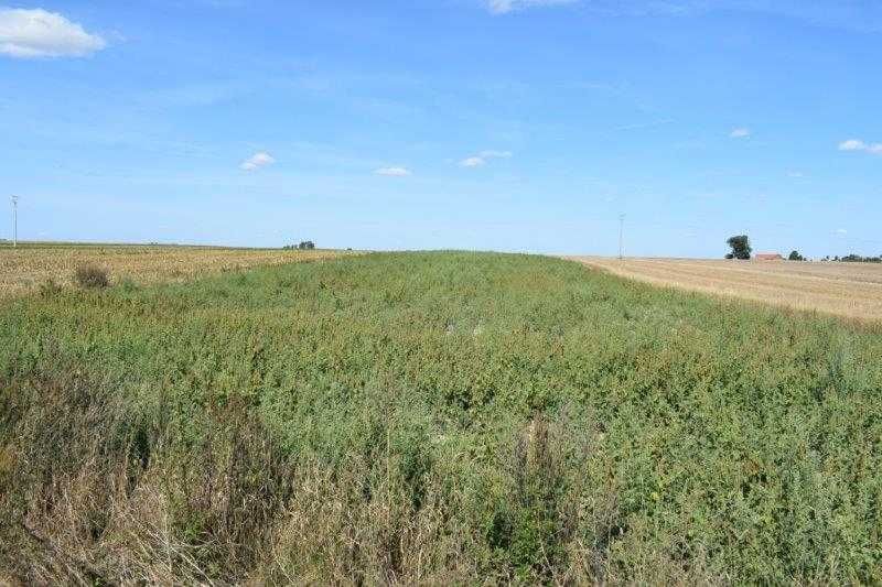 Nieruchomość rolna 25.400 m2 - Czekanów